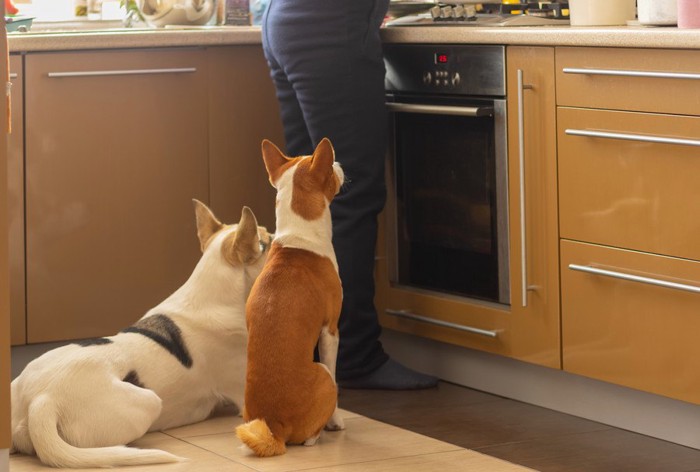 キッチンで待っている2匹の犬