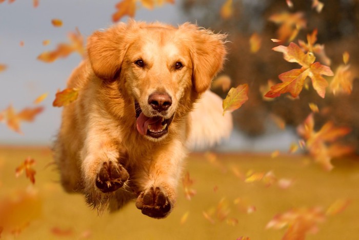 落ち葉の中を走る犬