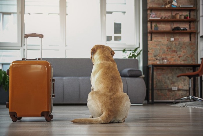 スーツケースの横に座る犬の後ろ姿