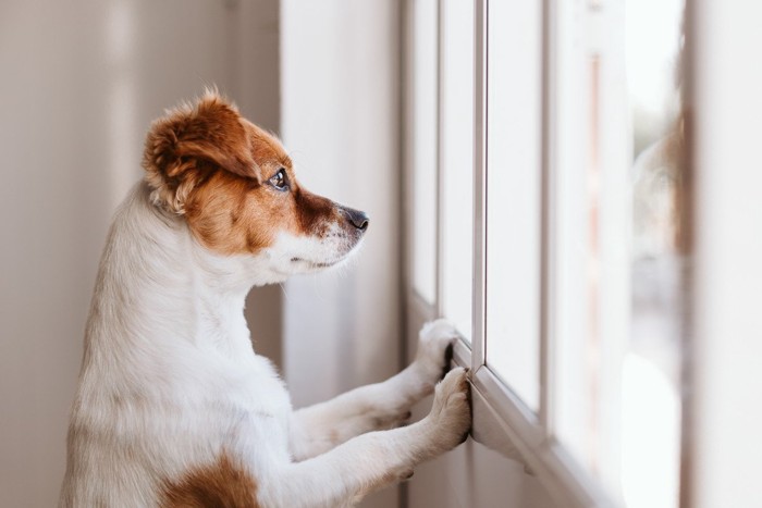 窓の外を覗いている犬