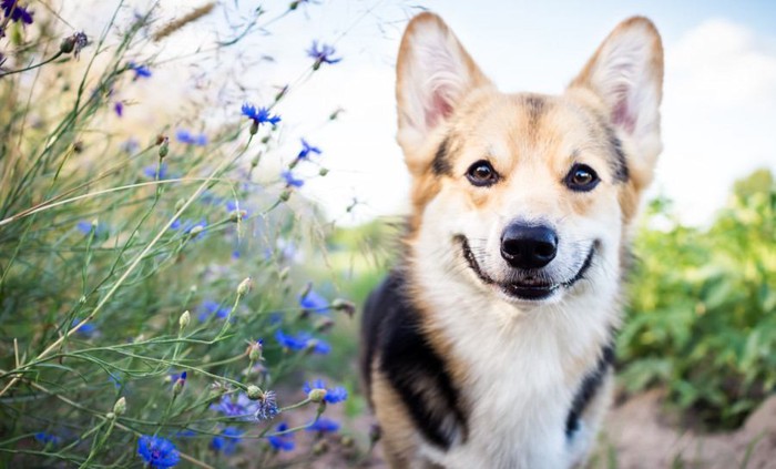 花の横で笑う犬