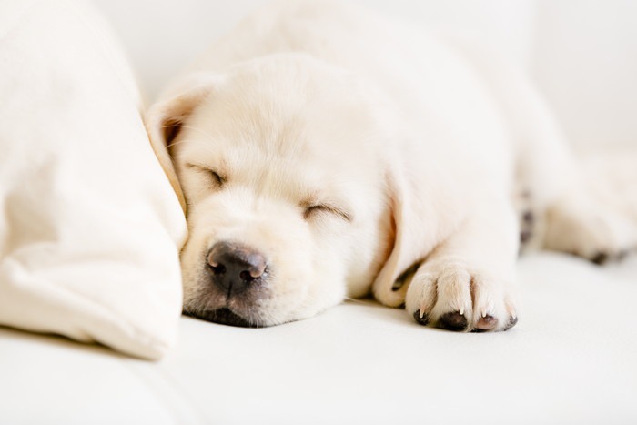ソファーで眠っているラブラドールの子犬