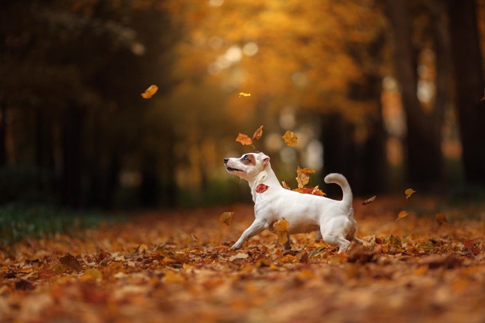 落ち葉で遊んでいる犬