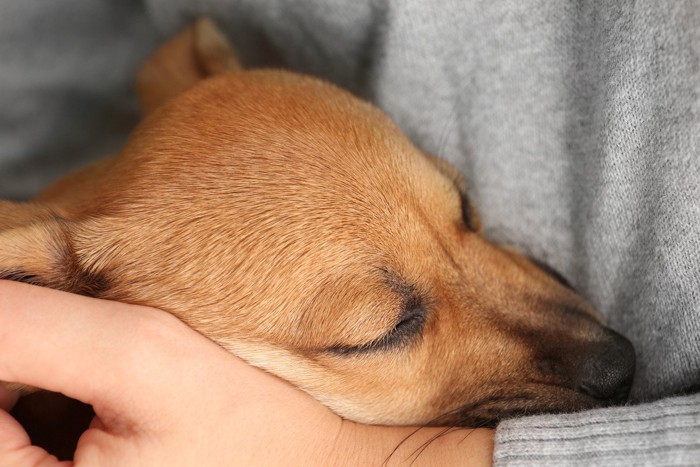 腕の中で眠る犬の顔