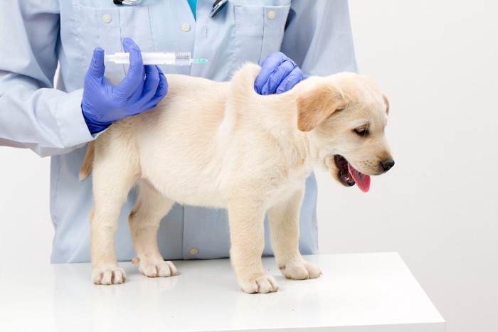 病院でワクチン接種をする子犬