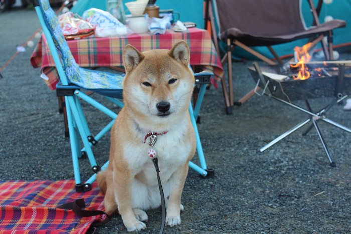 キャンプ場に座っている柴犬