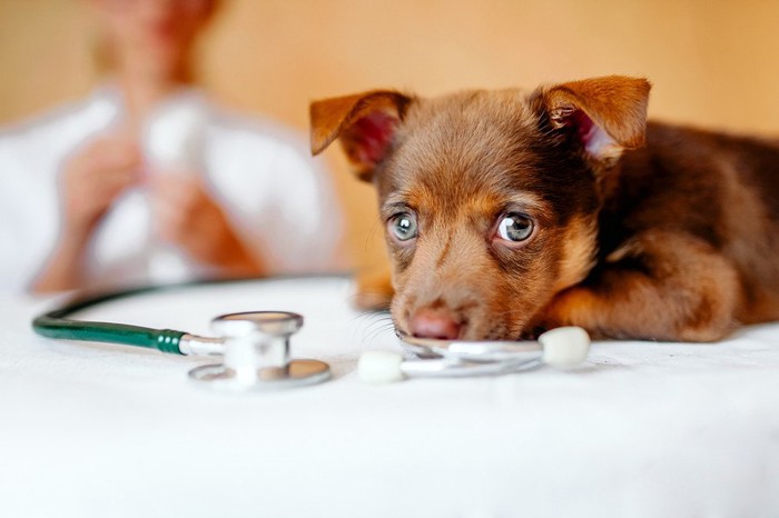 診察器具と犬