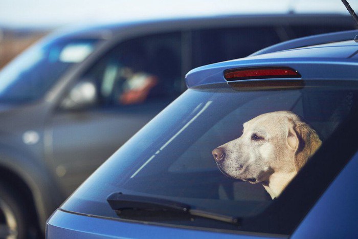 車で待つ犬