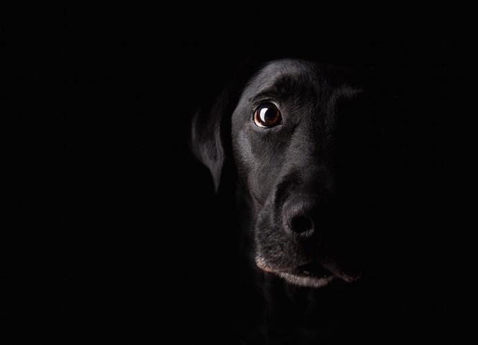 暗い背景に同化する黒い犬