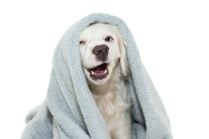 タオルを頭から被る子犬