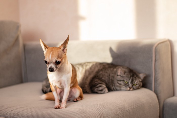 ソファーに寝る猫と座る犬