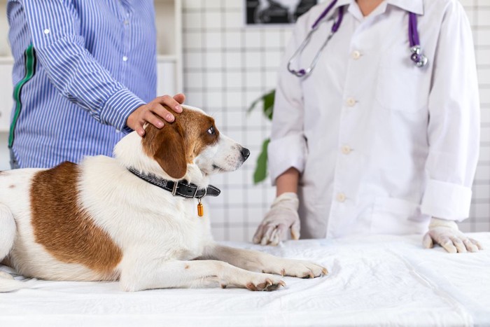診察台の上の犬を撫でる飼い主と獣医師
