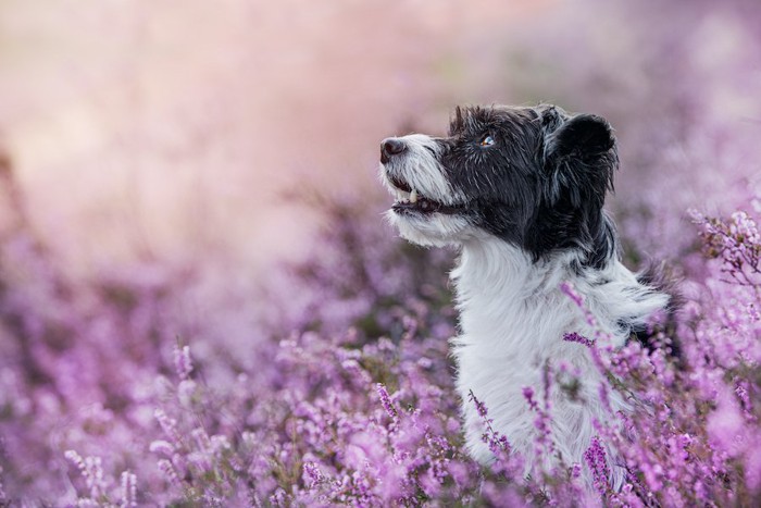 紫の花畑にいる白黒の犬の横顔