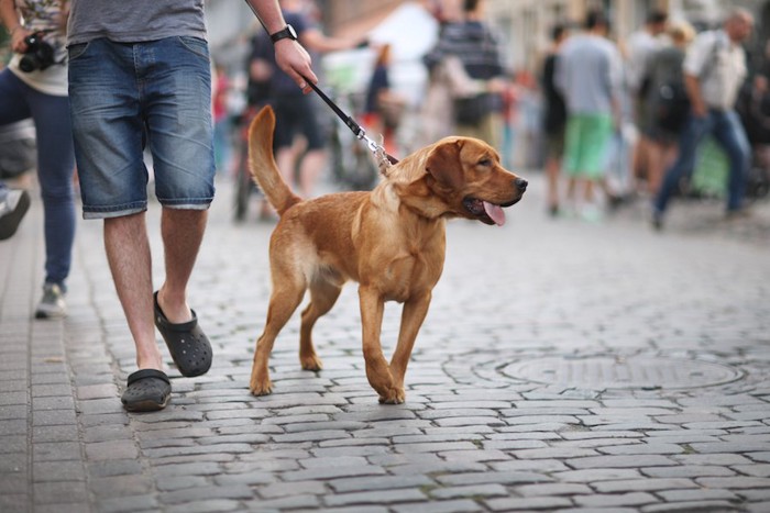 街中を男性と歩く垂れ耳の茶色い犬
