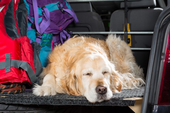 車で眠る犬