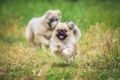 草むらで走るペキニーズの幼犬