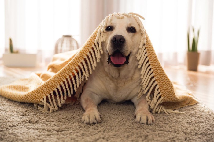 布を被ってフカフカしたカーペットの上にいる犬