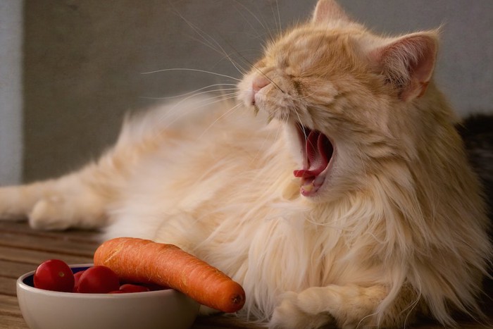 野菜の前であくびをする猫