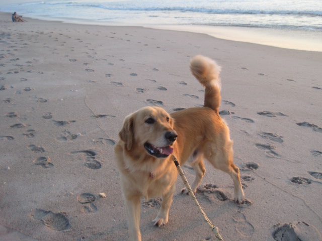 愛犬とビーチで