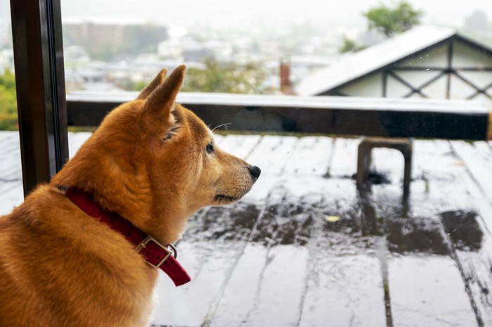 雨で濡れた外を眺める柴犬