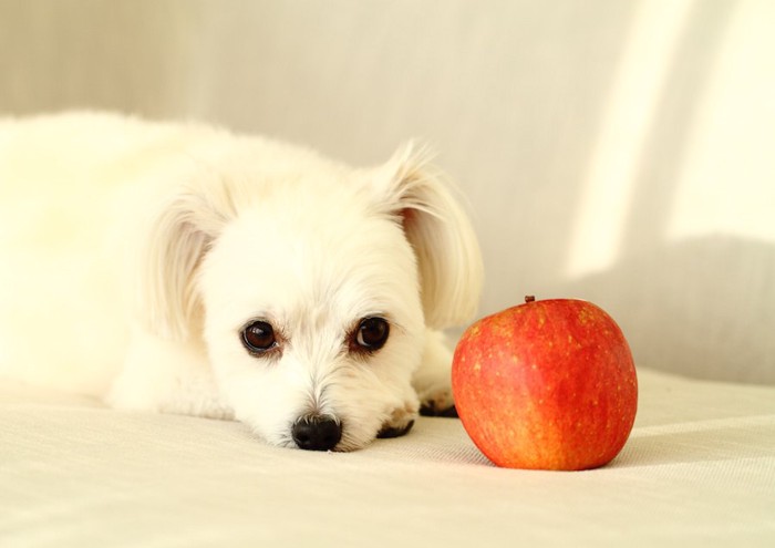 白い犬とリンゴ