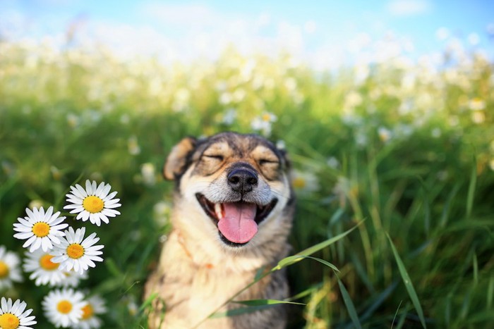 白い花と笑顔でこちらを見る犬