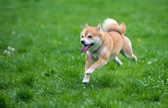 草原を走る柴犬