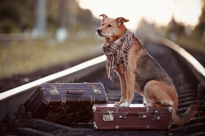 カバンを持って旅をしている犬