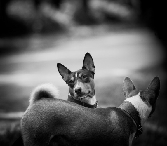 二頭の犬、モノクロ写真