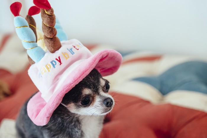 バースデーケーキの形をした帽子を被る犬