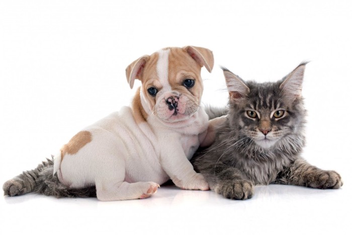 フレンチブルドッグの子犬と猫