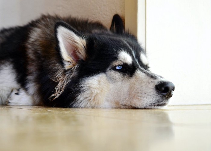 床に寝そべるハスキー犬