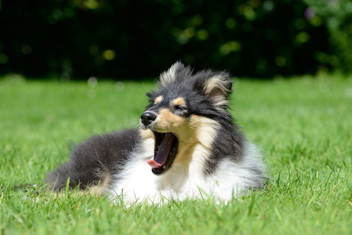 芝生の上であくびをする子犬