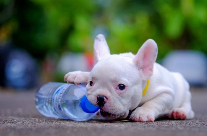 ペットボトルで遊ぶ子犬