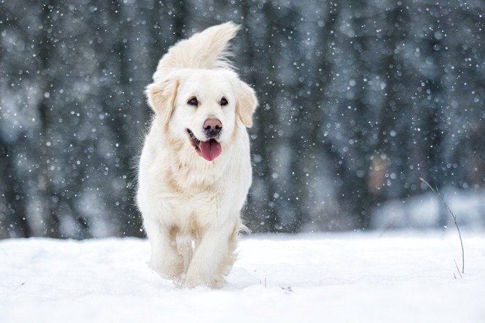 雪の中を走る犬