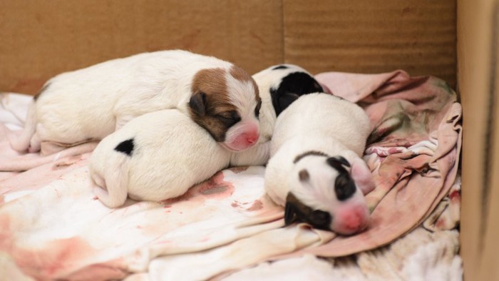 ダンボール箱の中で眠る生まれたばかりの子犬たち