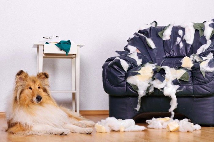 ボロボロのソファーとくつろぐ犬