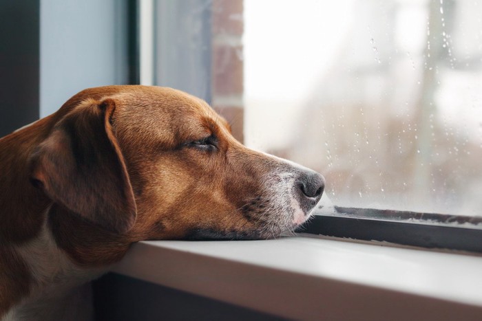 窓越しに雨を見る犬
