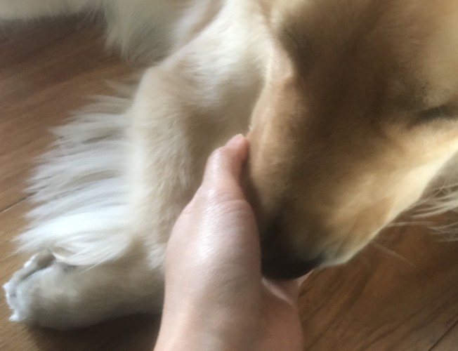 犬の口周りを触る手