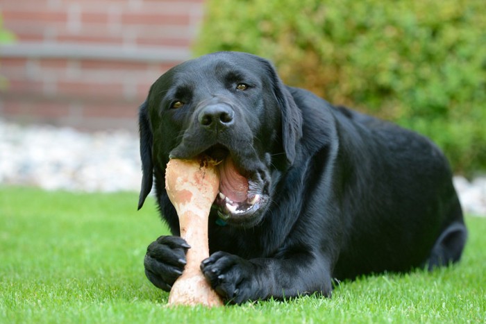 骨を食べる大型犬