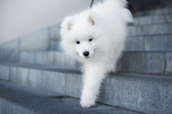 階段を降りる白い犬
