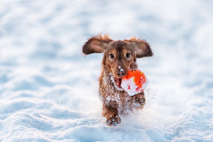 雪の中で元気よく走り回る犬