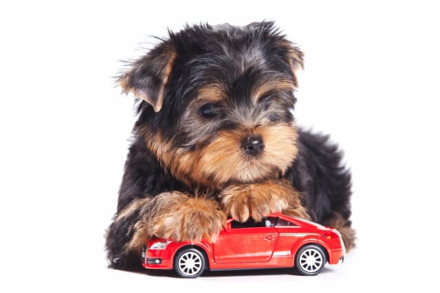 犬と車のおもちゃ