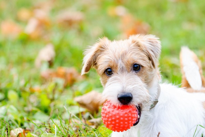 赤いボールをくわえている垂れ耳の犬