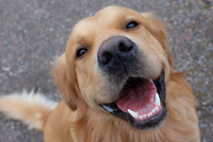 笑顔でこちらを見上げる犬