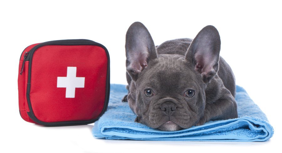 救急箱と犬