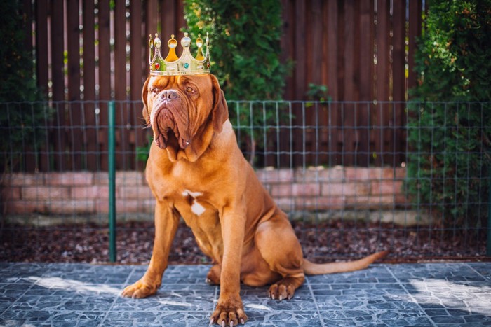 王冠をかぶる犬