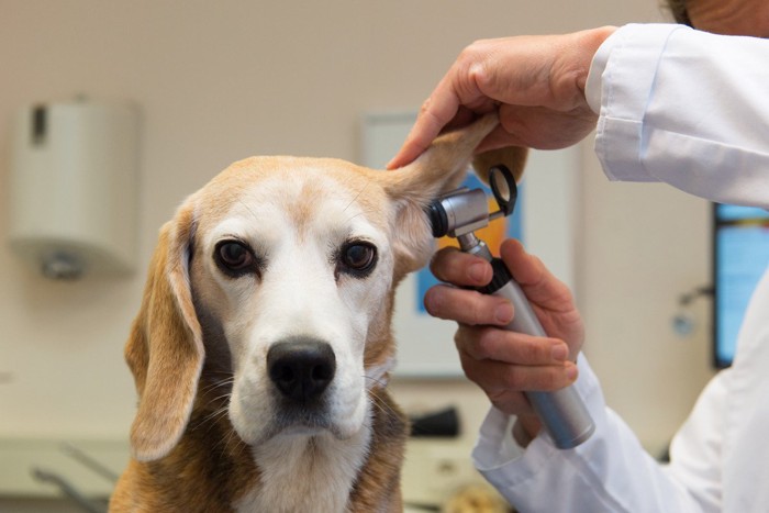 耳を診察されている犬