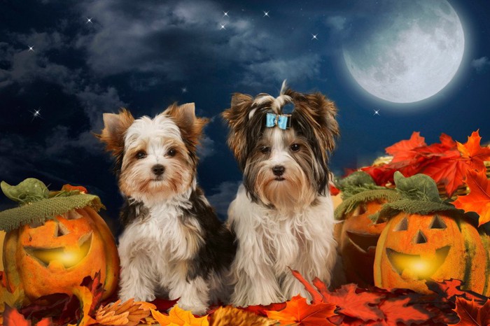 ハロウィンかぼちゃと犬