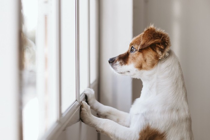 立ち上がって窓の外を寂しそうに見つめる犬